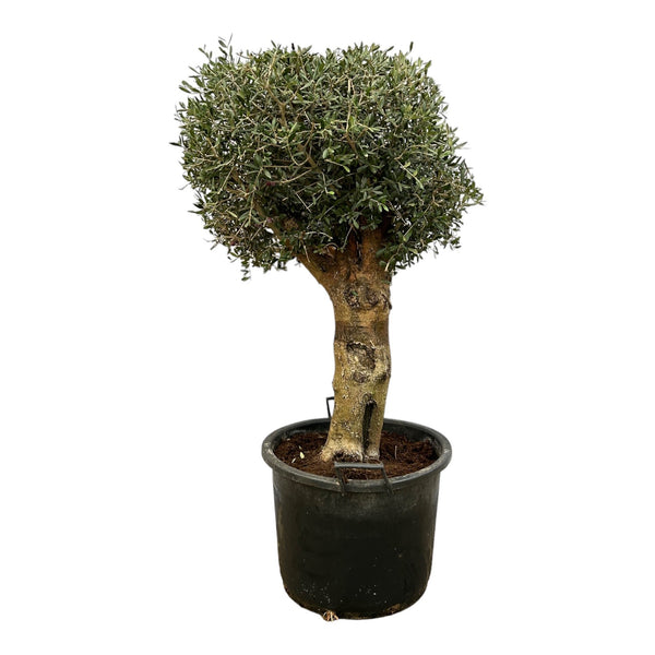 Olive tree Olea Europaea Lorc Bonsai - 180cm