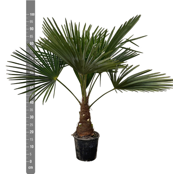 Trachycarpus Fortunei - 100 cm