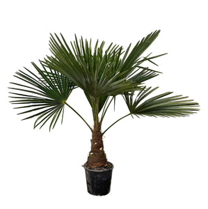 Trachycarpus Fortunei - 100 cm