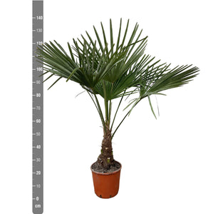 Trachycarpus Fortunei - 130cm