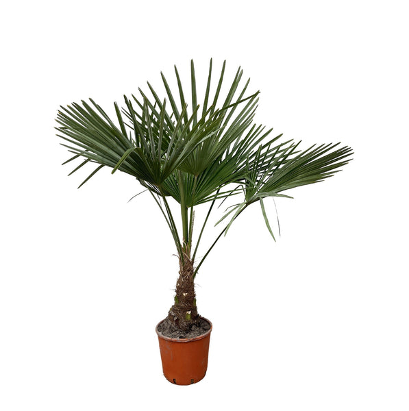 Trachycarpus Fortunei - 150 cm