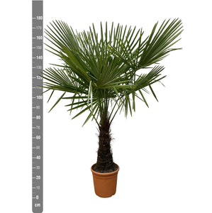 Trachycarpus Fortunei  - 200 cm