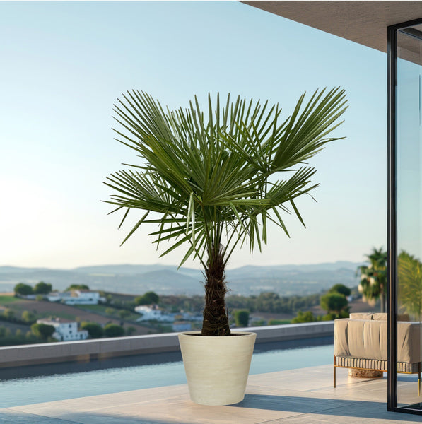 Winterharde palm soorten: 11 palmbomen die goed tegen vorst kunnen 4 Lijst overzicht van elke Trachycarpus Fortunei bij Green-Bubble.com