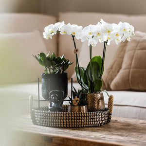 Combi deal - Urban luxe set inclusief sierpotten en accessoire op dienblad