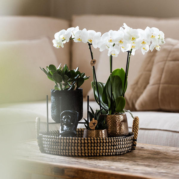 Combi deal - Urban luxe set inclusief sierpotten en accessoire op dienblad