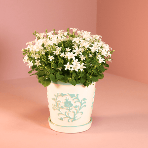 Combideal - 2x Campanula Addenda Ambella wit inclusief Malaga sierpotten - 20cm