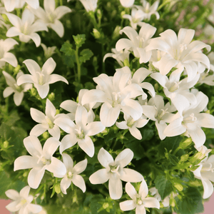 Combideal - 2x Campanula Addenda Ambella wit inclusief Malaga sierpotten - 20cm