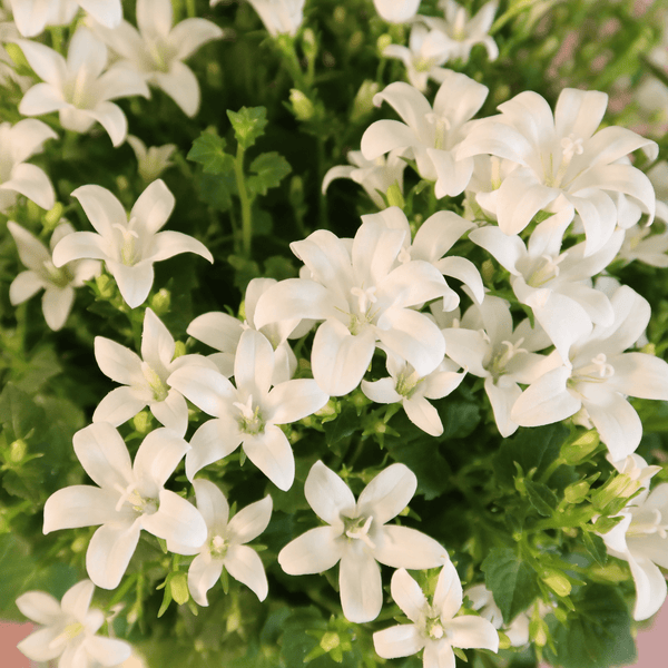 Combideal - 2x Campanula Addenda Ambella wit inclusief Malaga sierpotten - 20cm