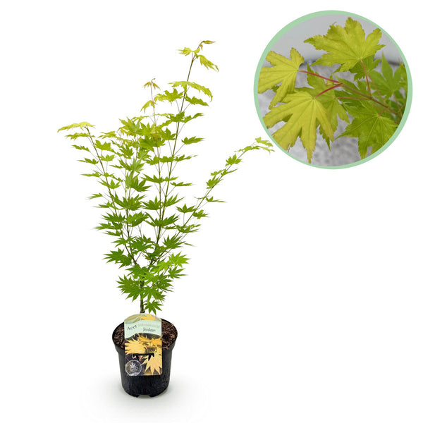 Japanse Esdoorn Jordan - Geel - 70cm kopen bij Green Bubble