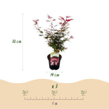 Product afbeelding 4