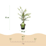 Product afbeelding 4