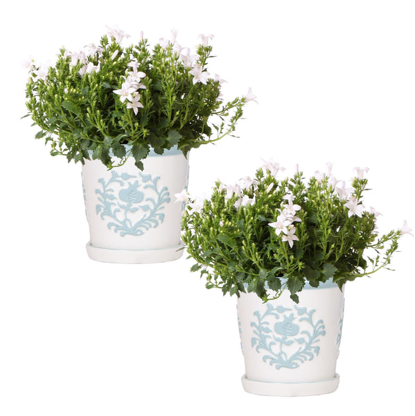 Combideal - 2x Campanula Addenda Ambella wit inclusief Malaga sierpotten - 20cm