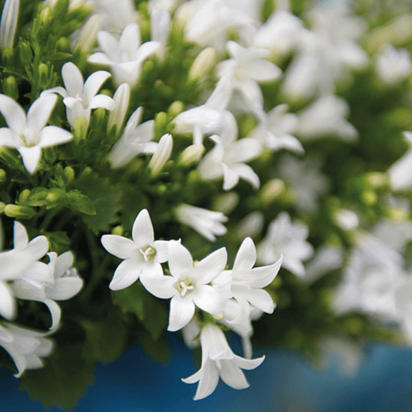Combideal - 2x Campanula Addenda Ambella wit inclusief Berry sierpotten - 20cm