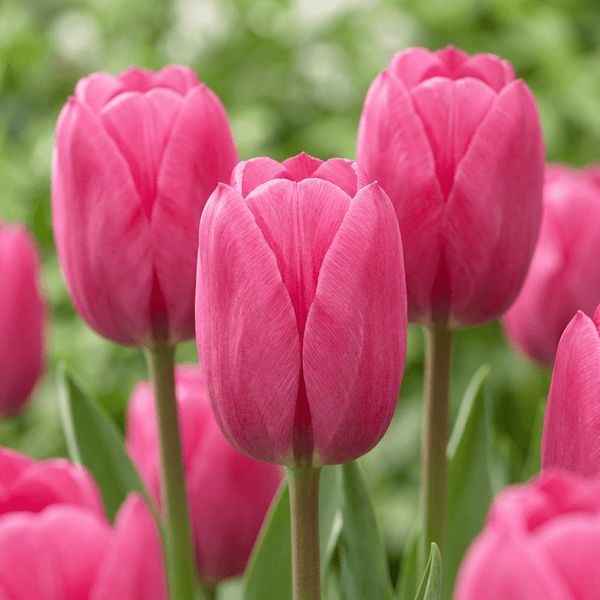 Cebulki tulipanów Triumph Pink