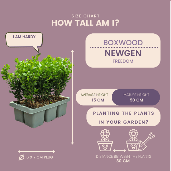 Buxus NewGen Freedom (compacte Buxus) - 15 cm