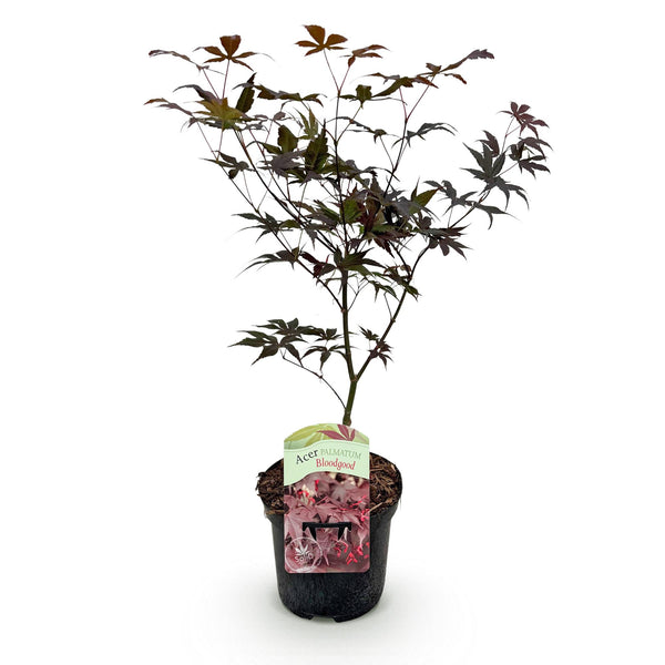 Japanse Esdoorn Bloodgood - Rood - 70cm