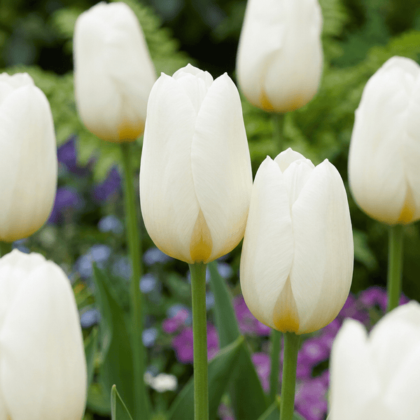 Bulbes de tulipe Triumph White