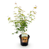 Product afbeelding 2