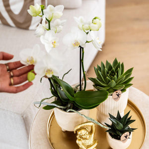 Combi deal - Luxury Living inclusief keramieken sierpotten en accesoires