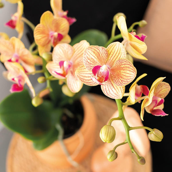 Combi deal - Candy peach inclusief sierpotten op dienblad