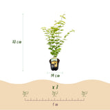 Product afbeelding 4
