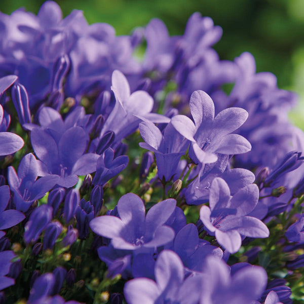 Campanula Addenda (paarse Klokjesbloem) - 20cm