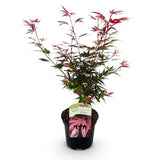 Product afbeelding 2