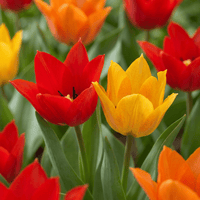 Tulipanløg Praestans mix