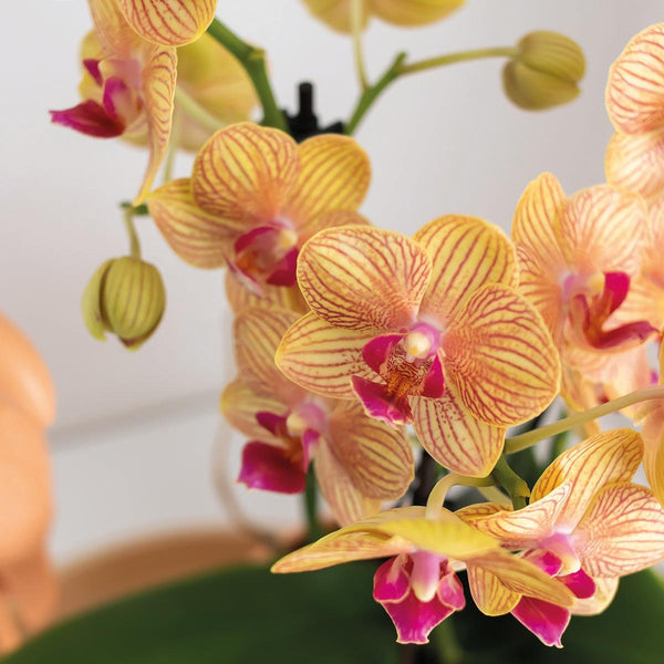 Combi deal - Candy peach inclusief sierpotten op dienblad