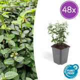 Product afbeelding 9