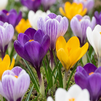 Bulbes de crocus Large Flowering mix
