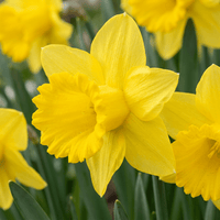 Daffodil bulbs Yellow