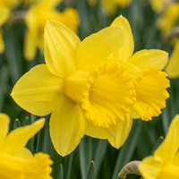 Bulbos de narciso Carlton