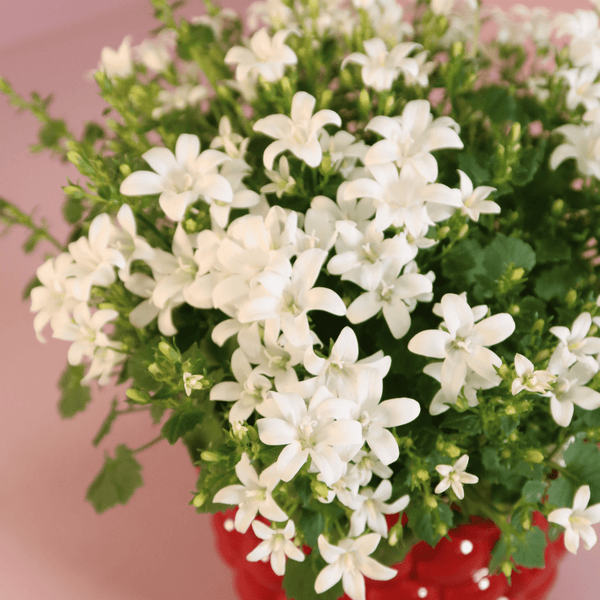 Combideal - 2x Campanula Addenda Ambella wit inclusief Berry sierpotten - 20cm