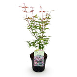 Product afbeelding 2