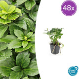 Product afbeelding 11