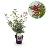 Product afbeelding 1