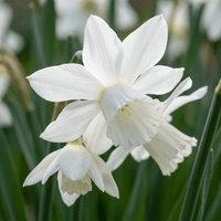 Daffodil bulbs Botanical White mix