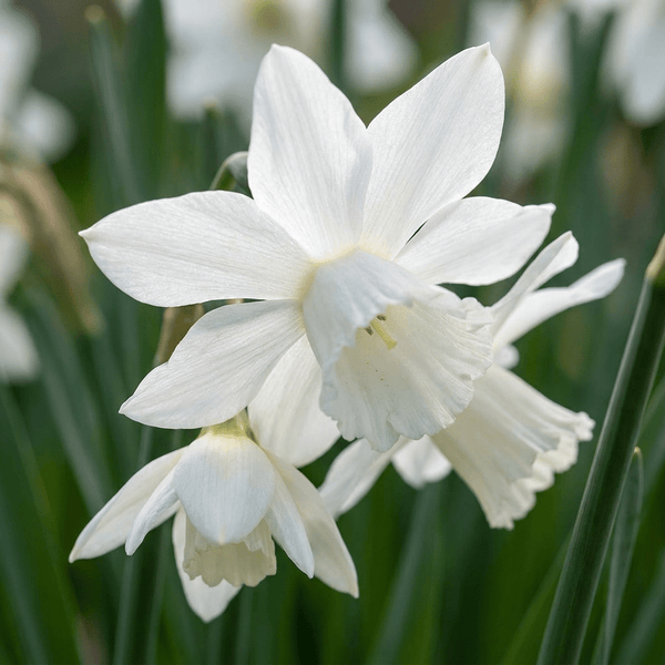 Cebulki narcyzów Botanical White mix