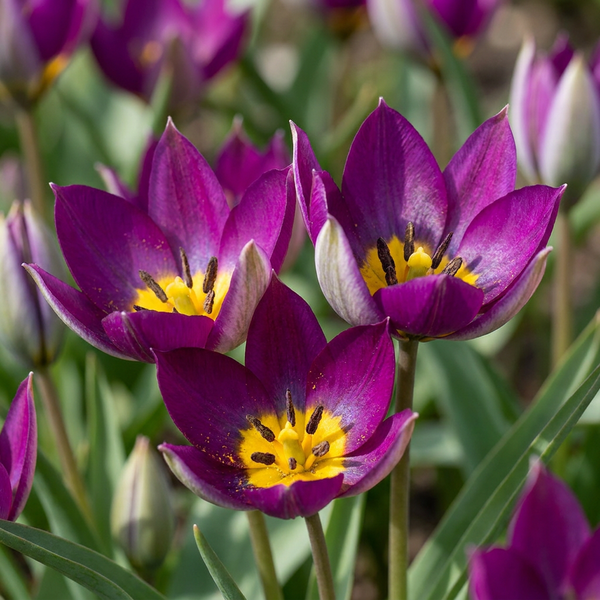 Bulbes de tulipe Persian Pearl