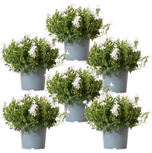 Campanula Addenda white (Bellflower) - 20cm