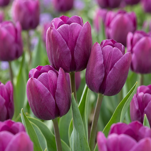 Bulbes de tulipe Triumph Purple