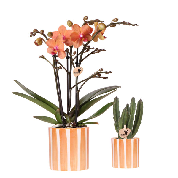 Combi deal - Orchidee Bolzano + Succulent inclusief keramieken sierpotten kopen bij Green Bubble