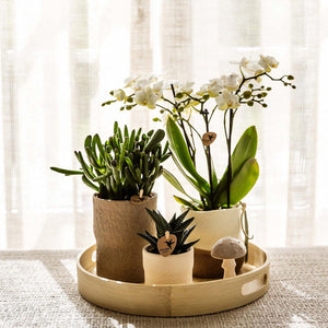 Combi deal - Slow Living inclusief keramieken sierpotten en accesoires