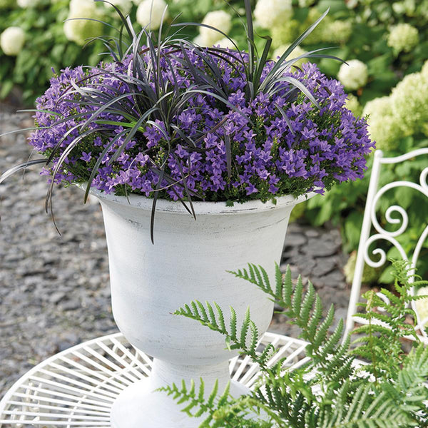 Campanula Addenda (paarse Klokjesbloem) - 20cm