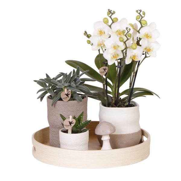 Combi deal - Slow Living inclusief keramieken sierpotten en accesoires