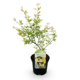 Product afbeelding 2