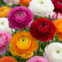 Ranunculus bulbs mix