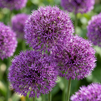 Zierlauchzwiebeln Purple Sensation