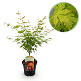 Product afbeelding 1